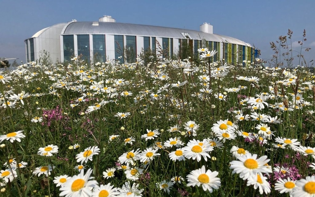 Meadow roof garden at National Pediatric Hospital, Dublin, Ireland