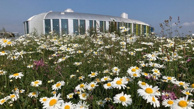 Meadow roof garden at National Pediatric Hospital, Dublin, Ireland